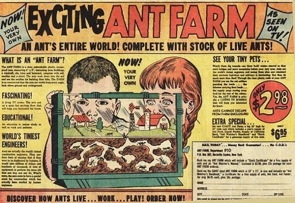 ant farms.jpg
